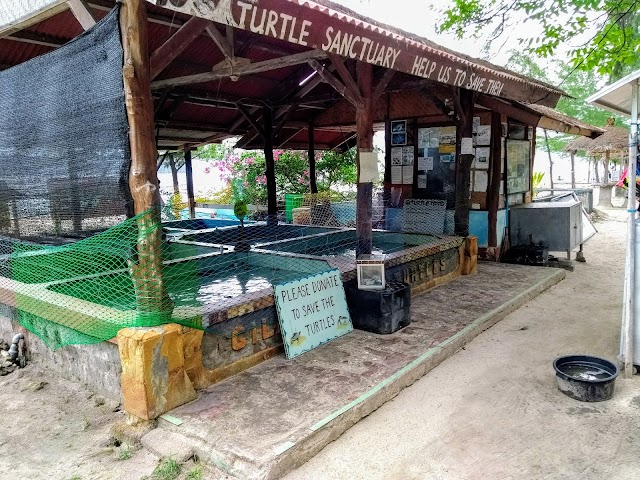 gili meno turtle.jpg