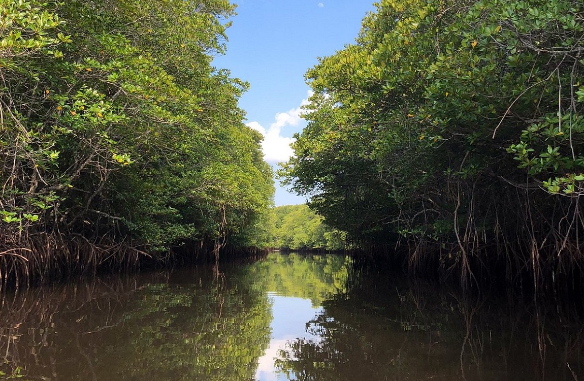 mangrove-forest-lembongan.jpg